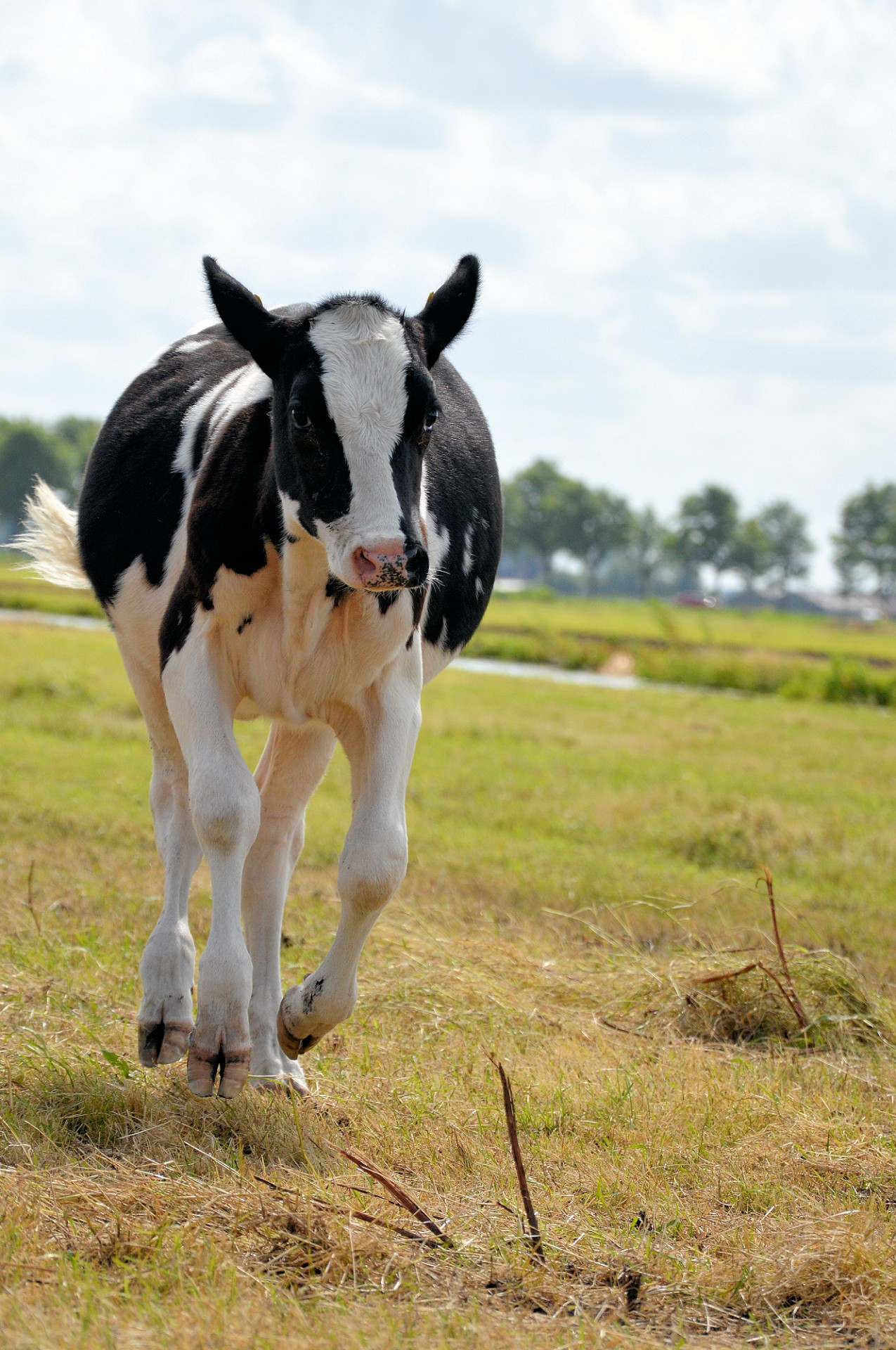 cow bull farm free photo