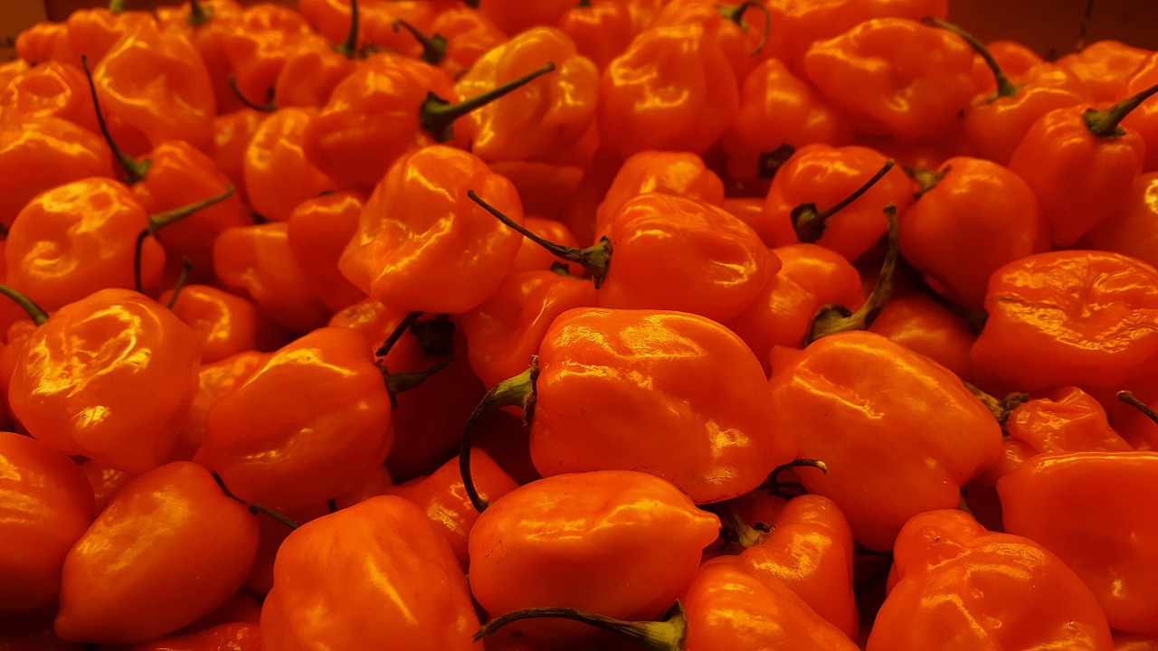 habanero habanero peppers chiles free photo