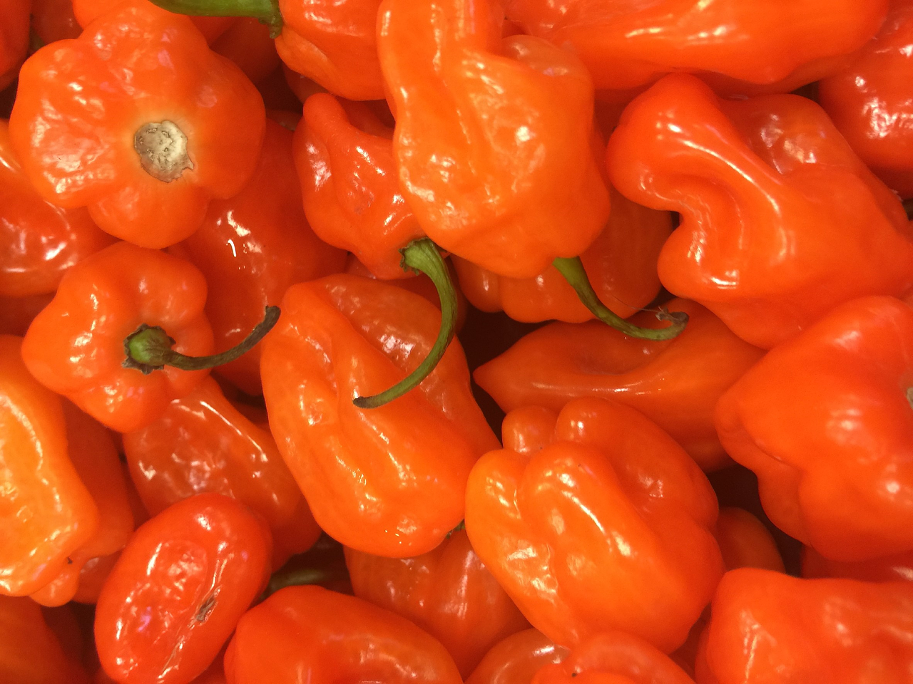 habanero pepper spicy free photo