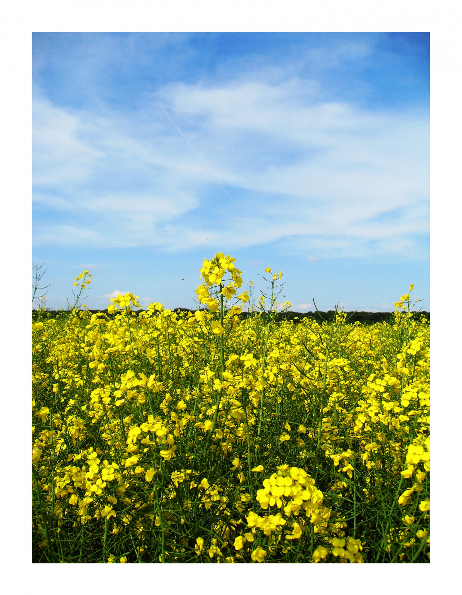 germany landscape flowers free photo