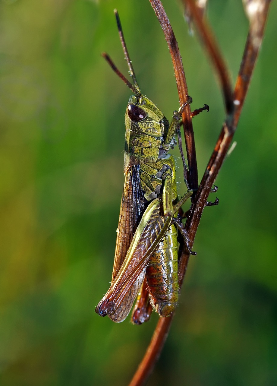 insect nature live free photo