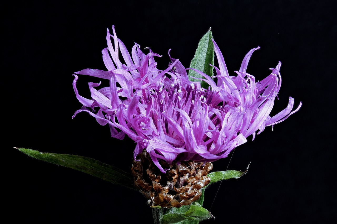 had knapweed  blossom  bloom free photo