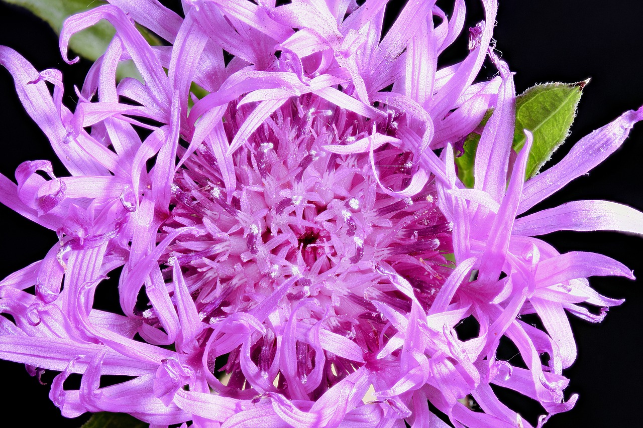 had knapweed  blossom  bloom free photo