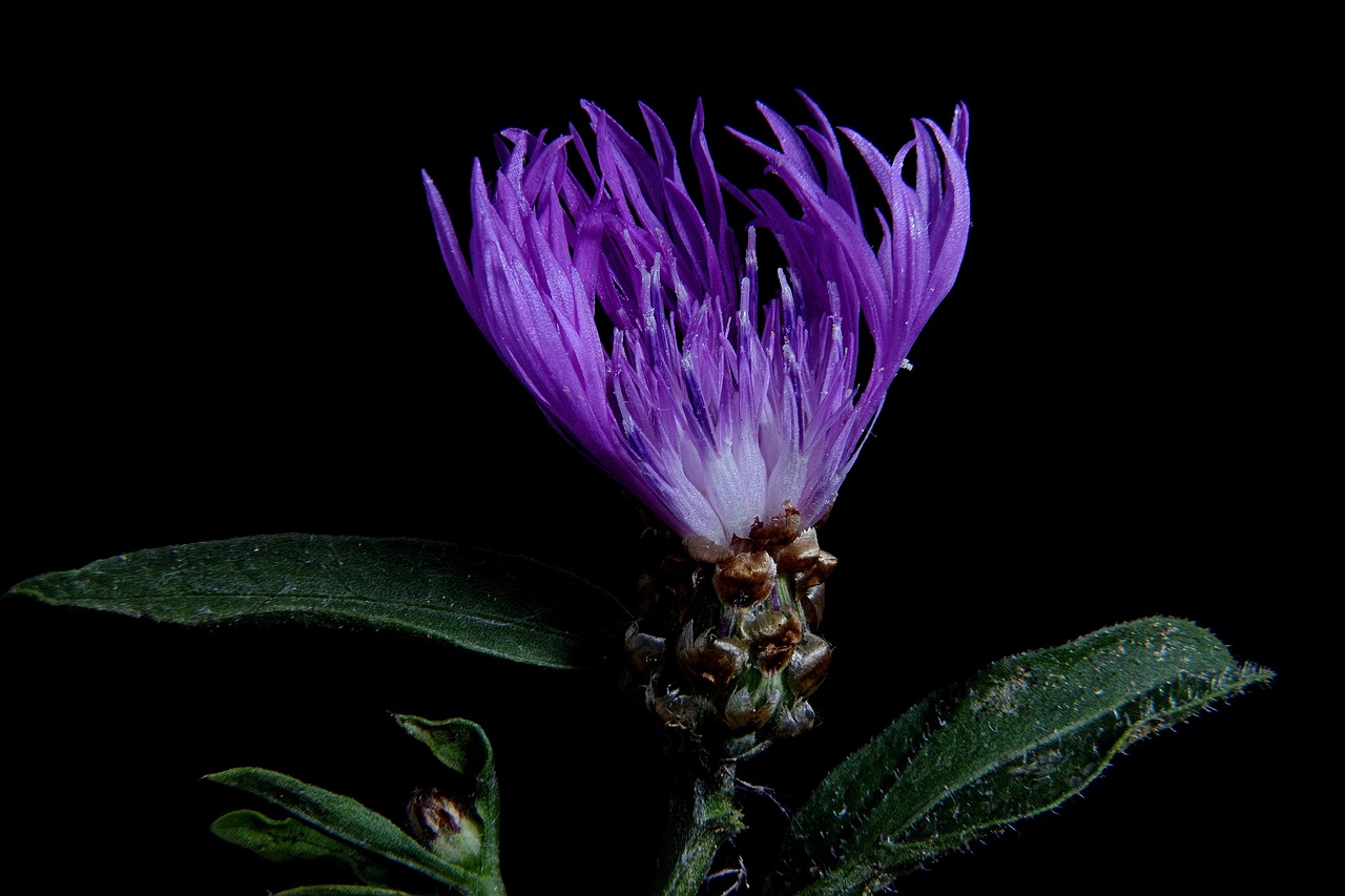 had knapweed  blossom  bloom free photo