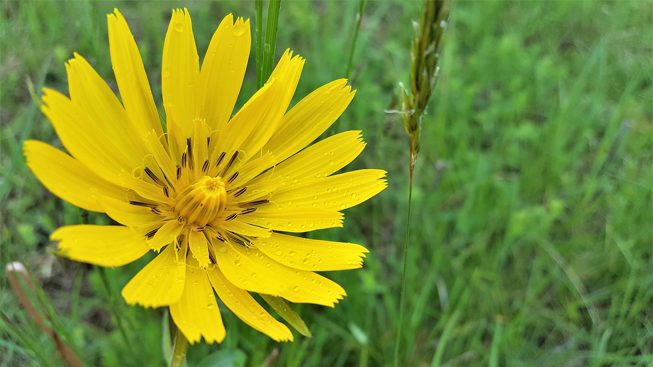 hadomor  yellow  aster family free photo