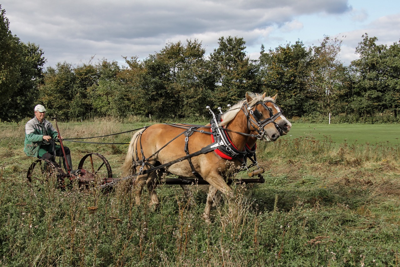 haflinger horses horse free photo