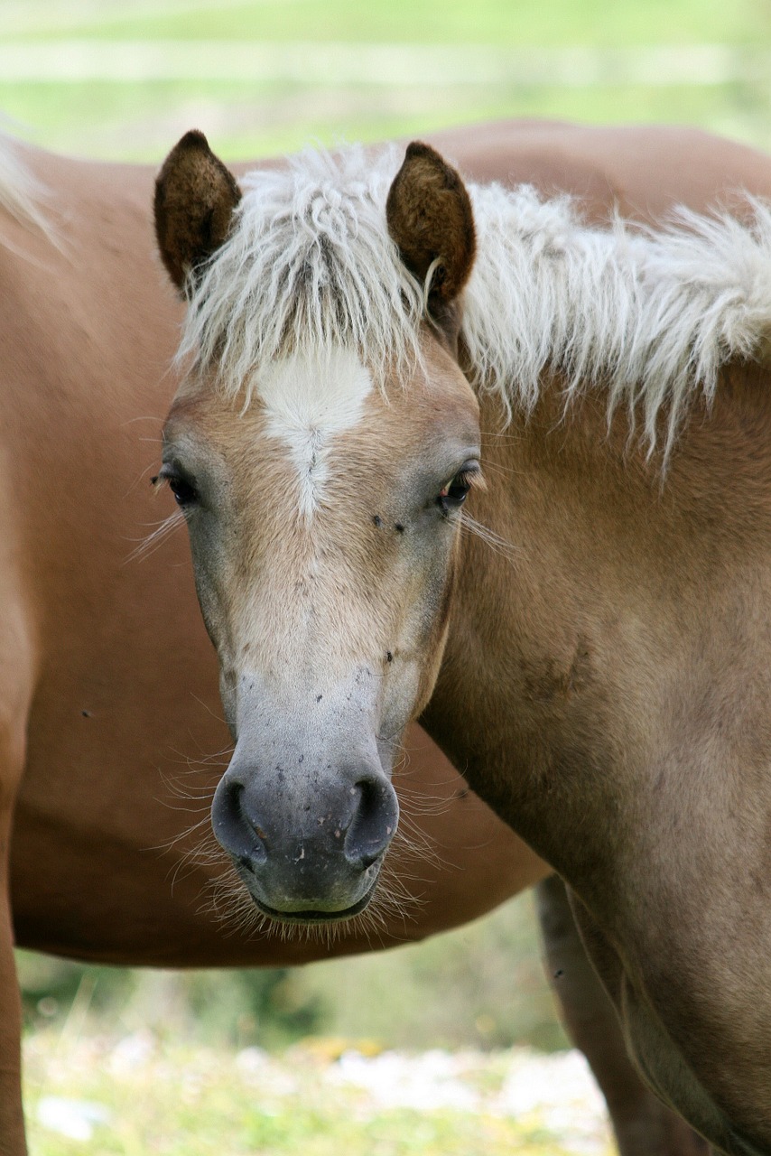 haflinger horse foal free photo