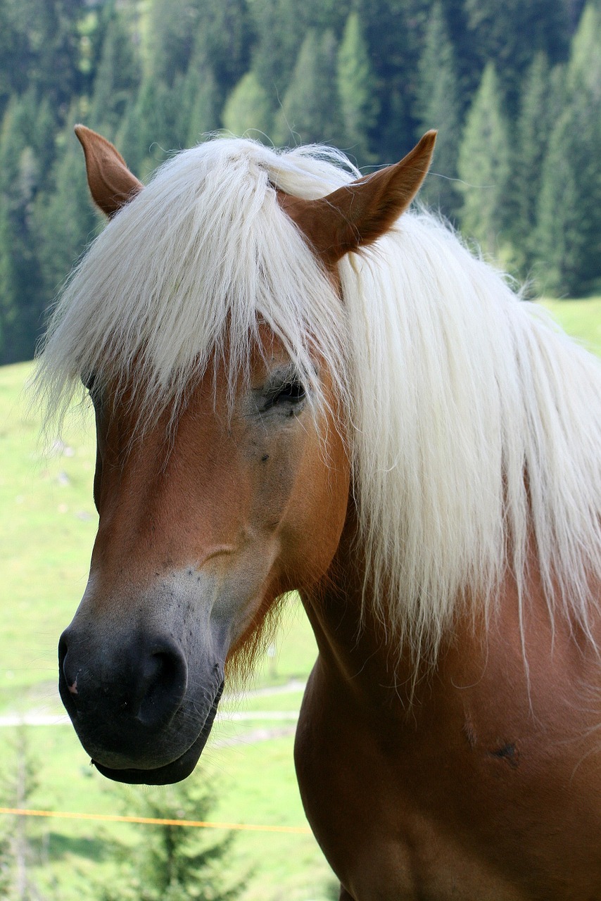 haflinger horse animal free photo