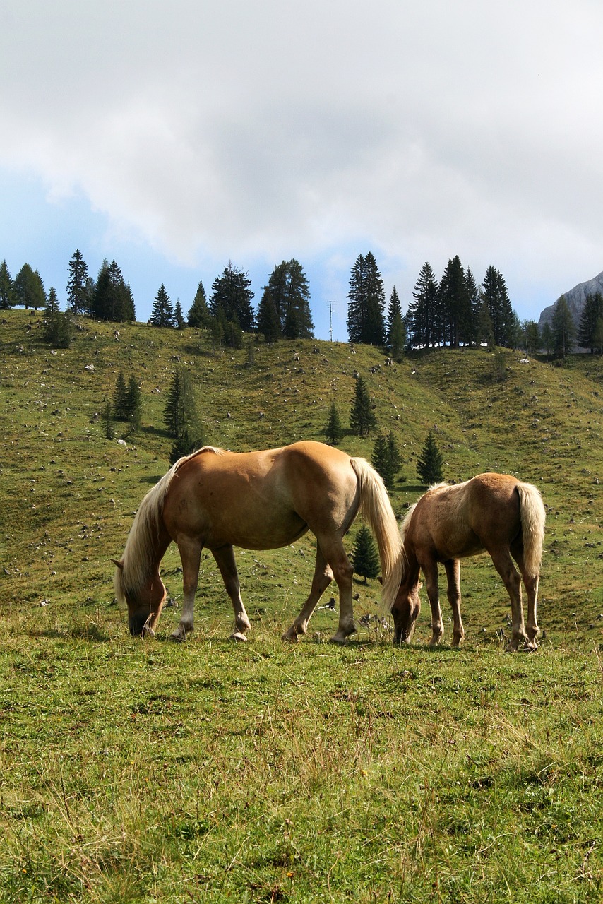 haflinger horse animal free photo