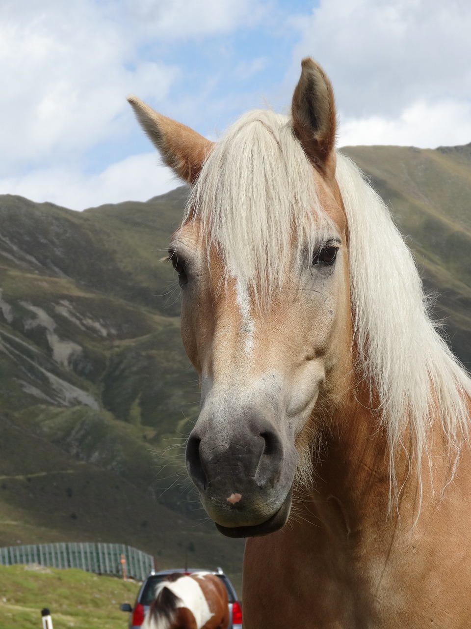 haflinger horse pony free photo