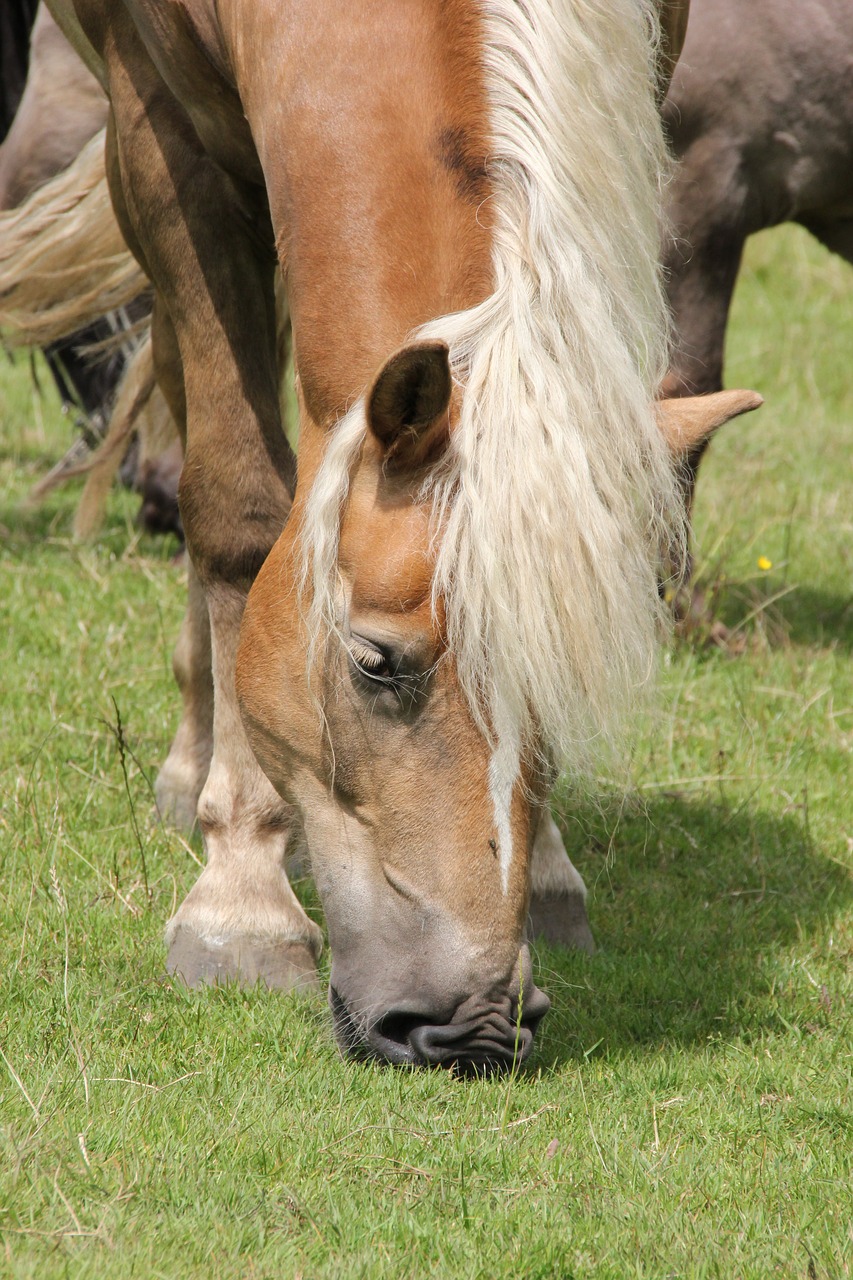 haflinger graze horse head free photo