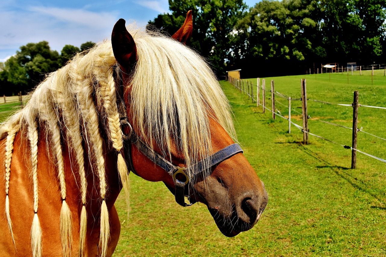 haflinger horse mane free photo