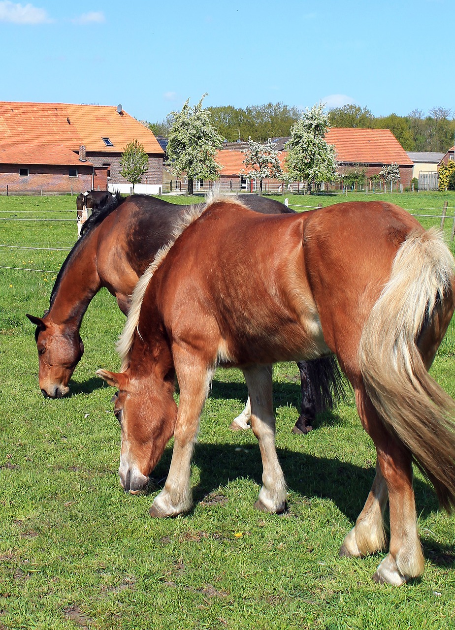 haflinger horse graze free photo