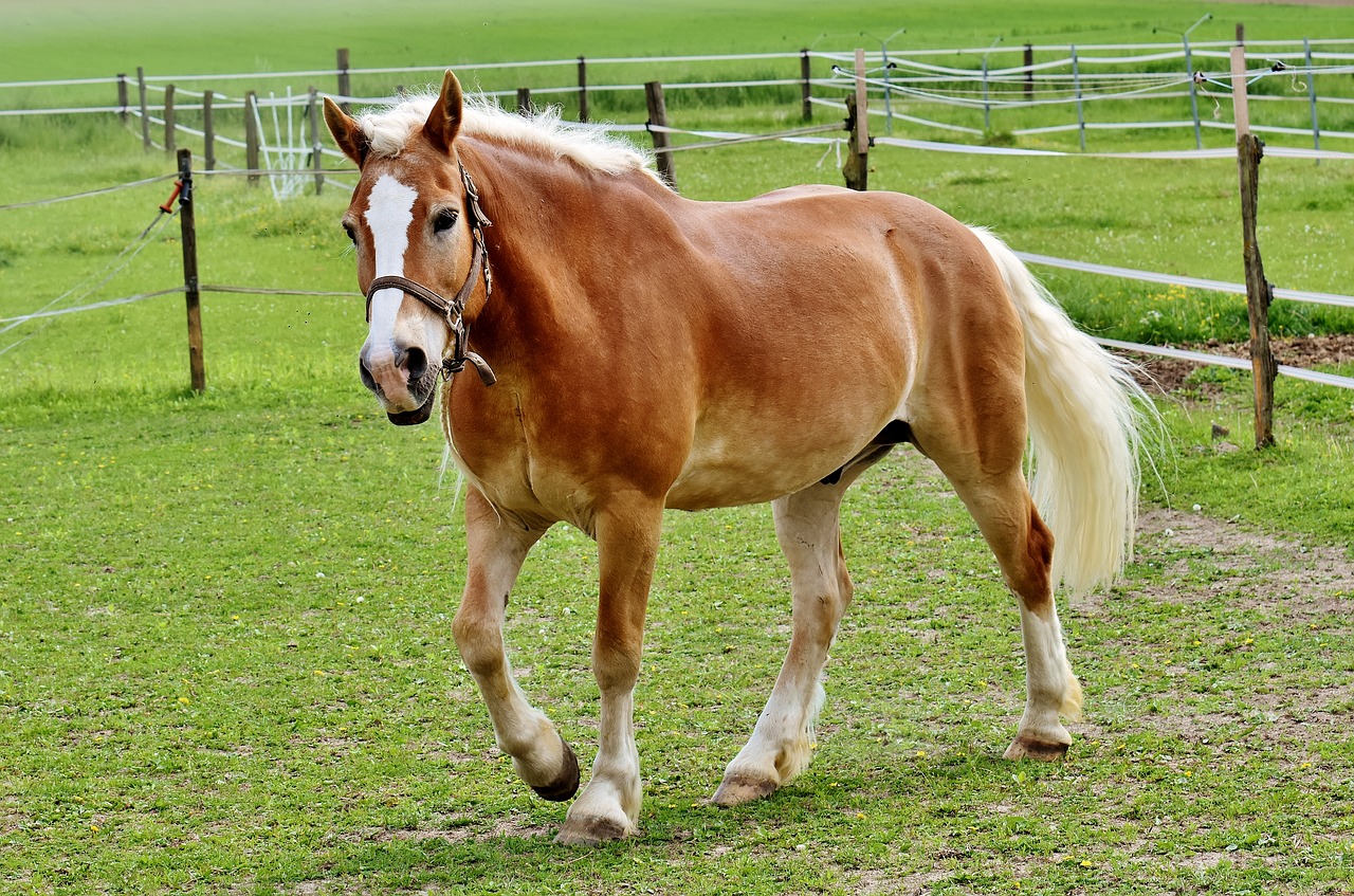 haflinger horse mane free photo