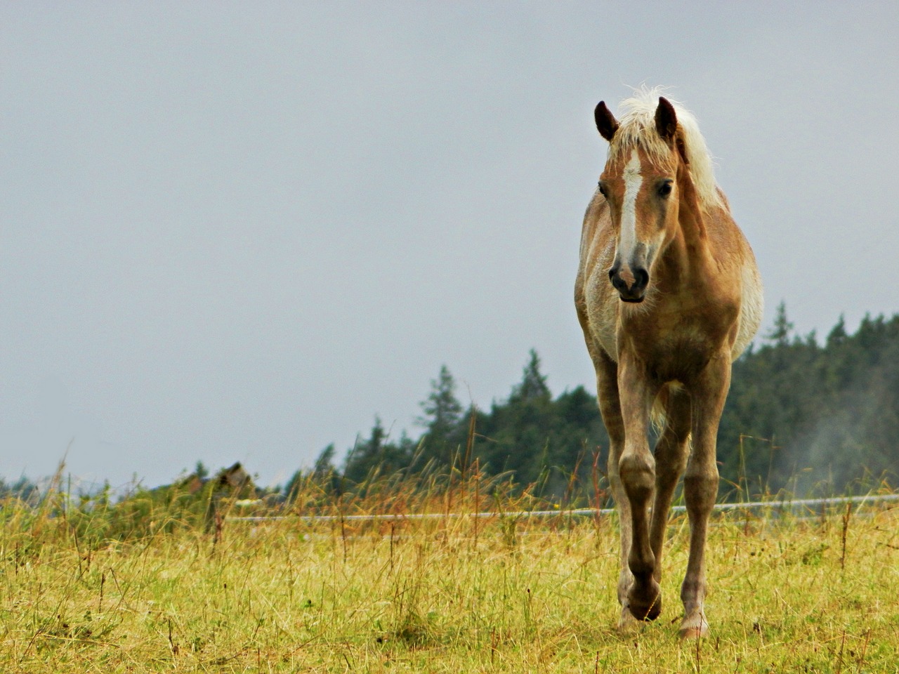 haflinger foal pasture free photo