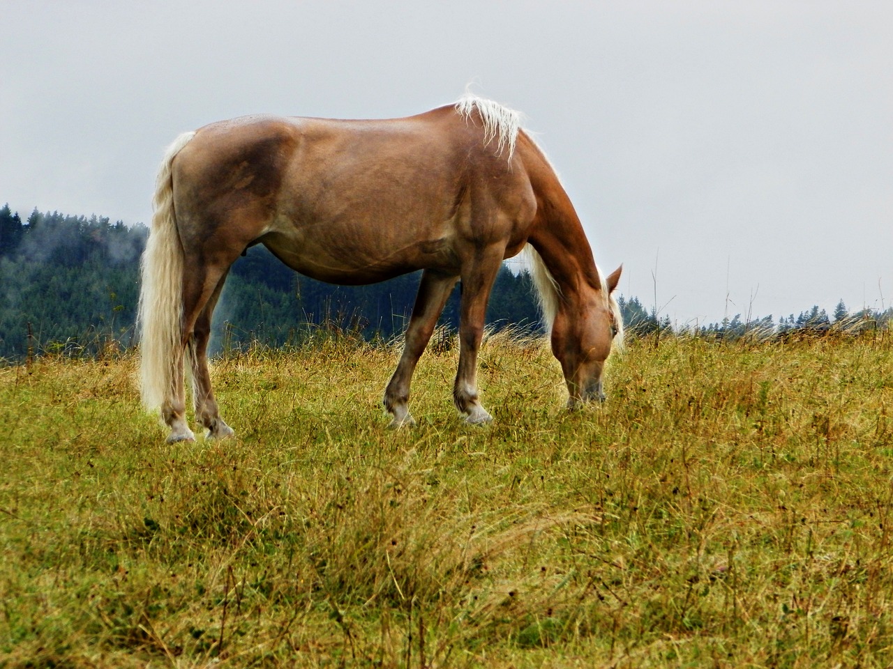 haflinger pasture horse free photo