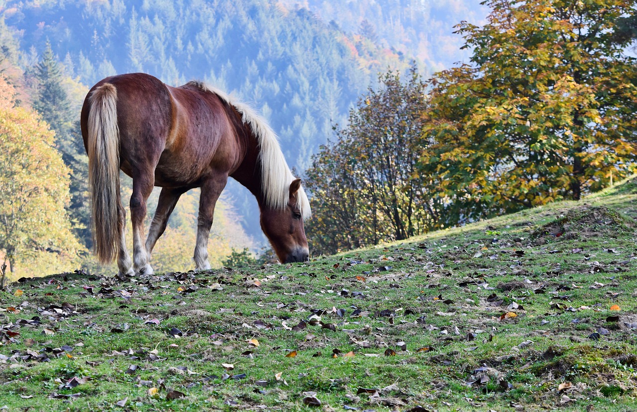 haflinger  horse  meadow free photo