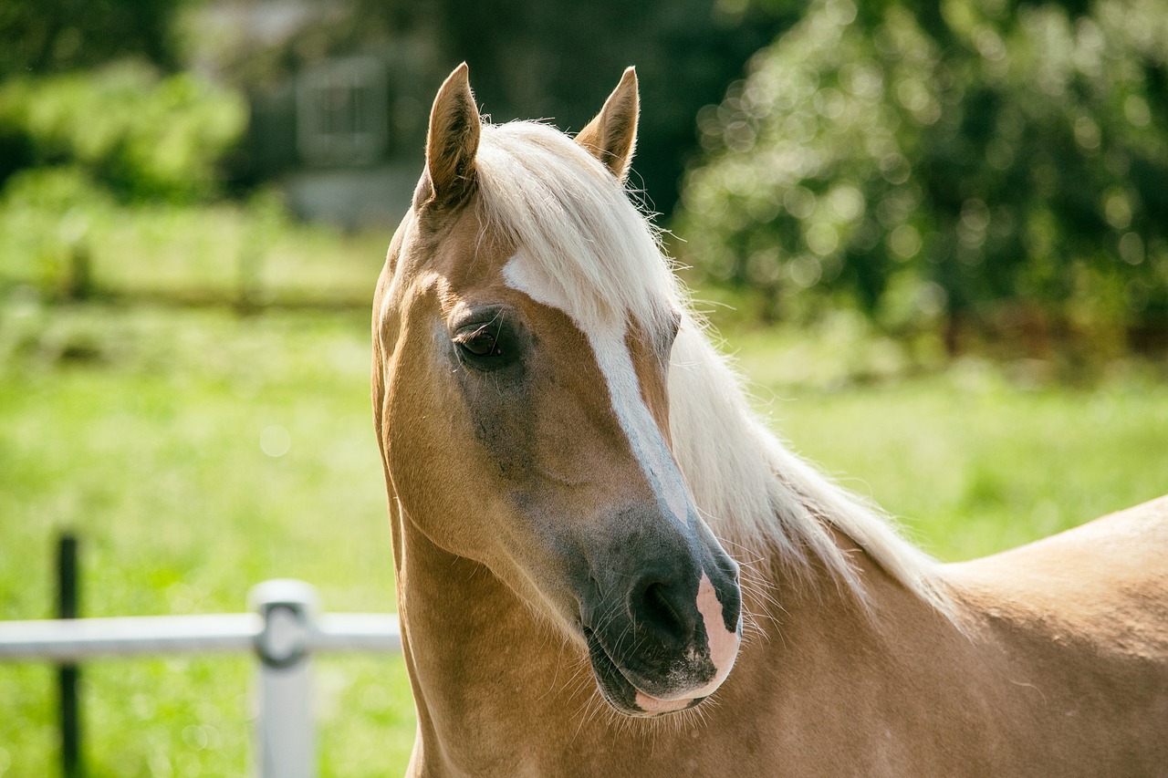 haflinger horse mare free photo