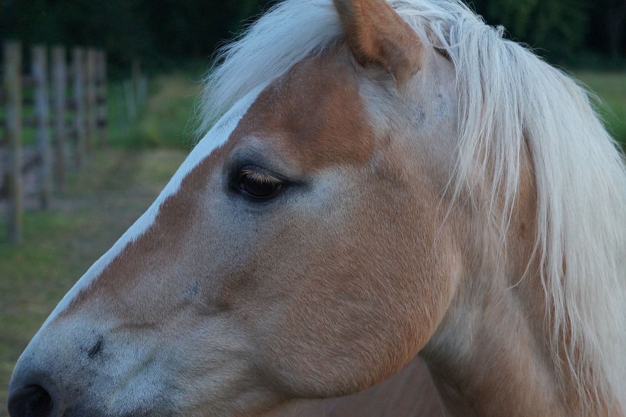 haflinger horses pony free photo
