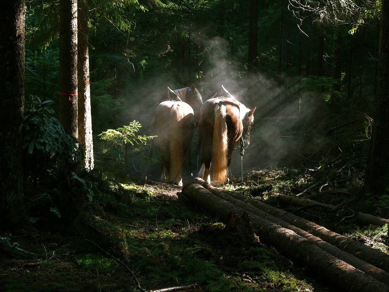 haflinger horses wood work free photo