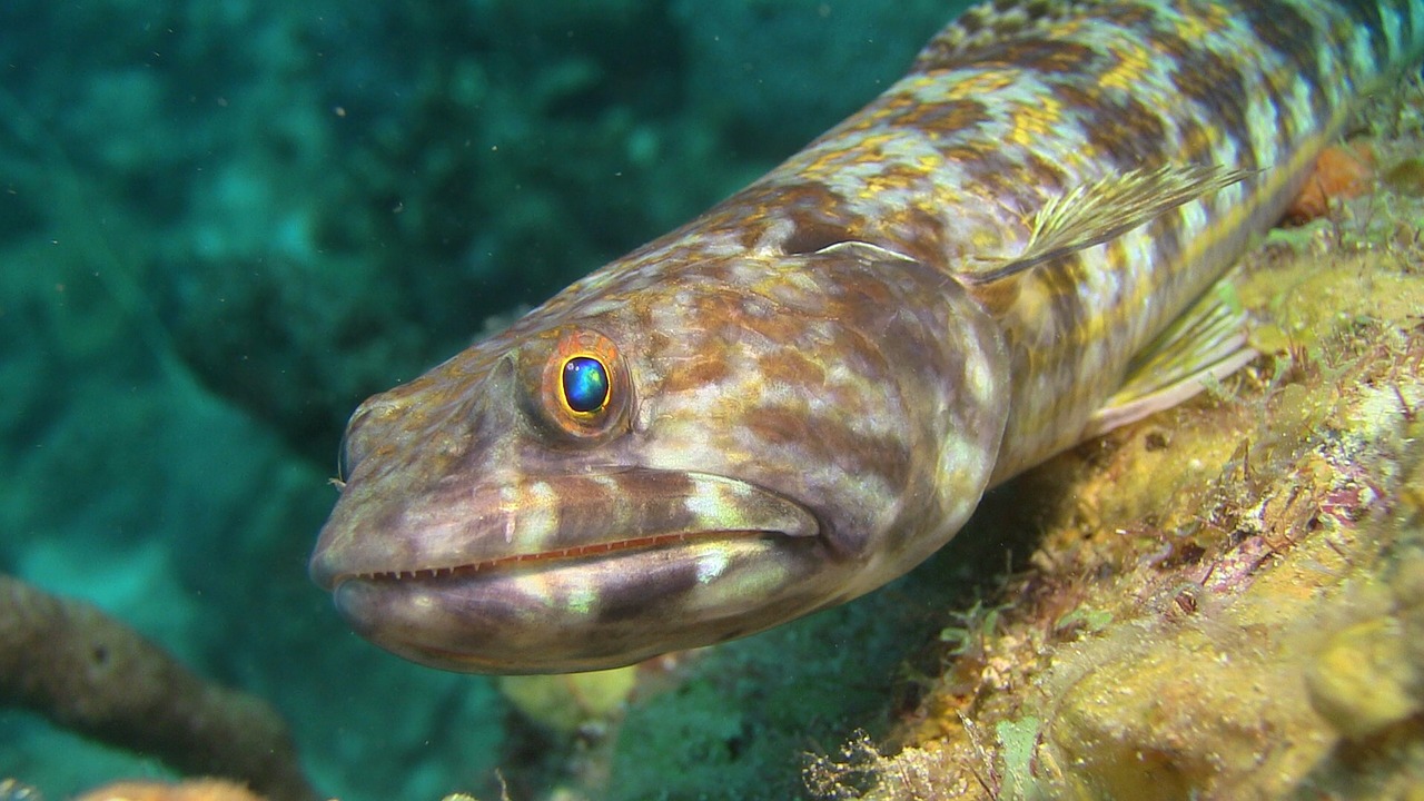 hagedisvis diving underwater free photo