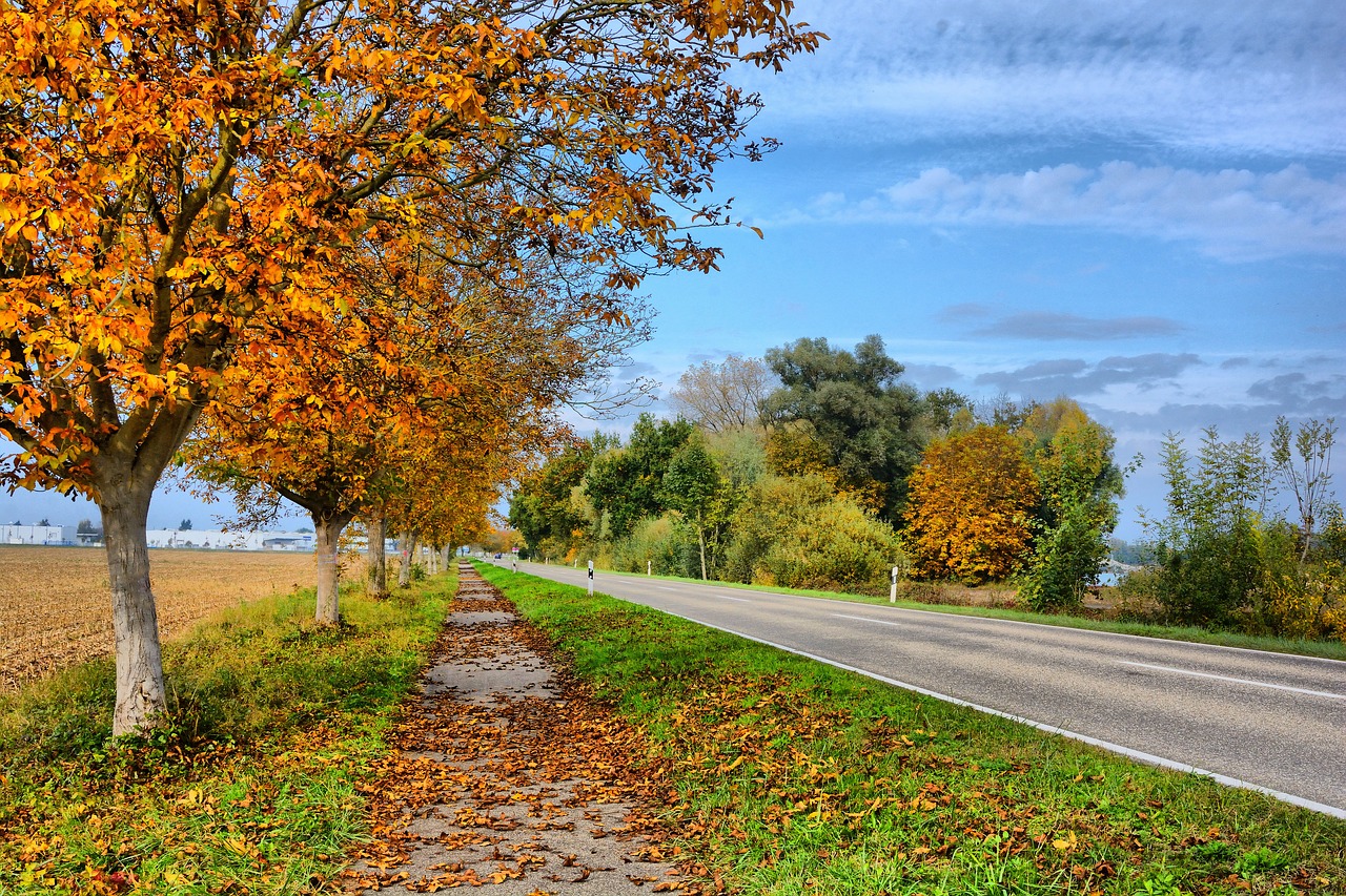 hagenbach  autumn  leave free photo