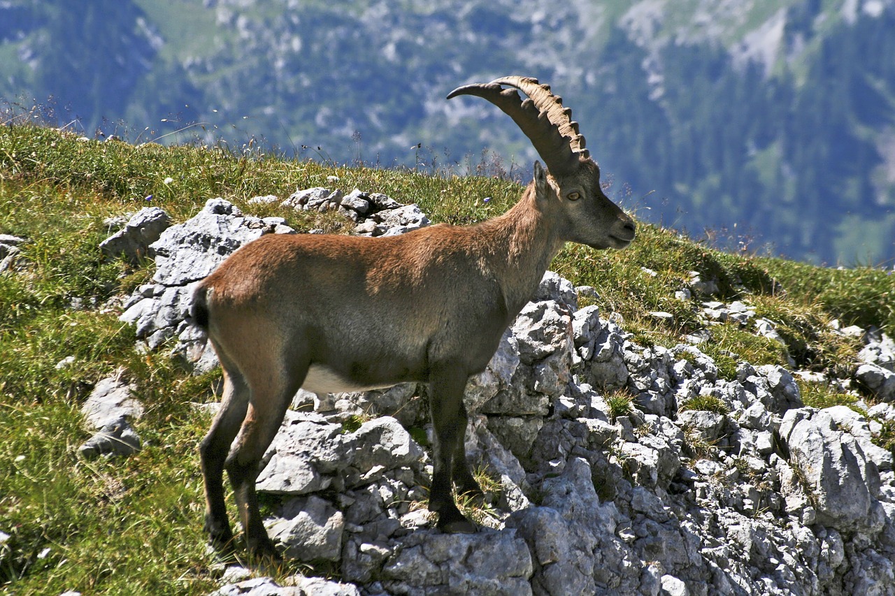 hagengebirge capricorn alpine animals free photo