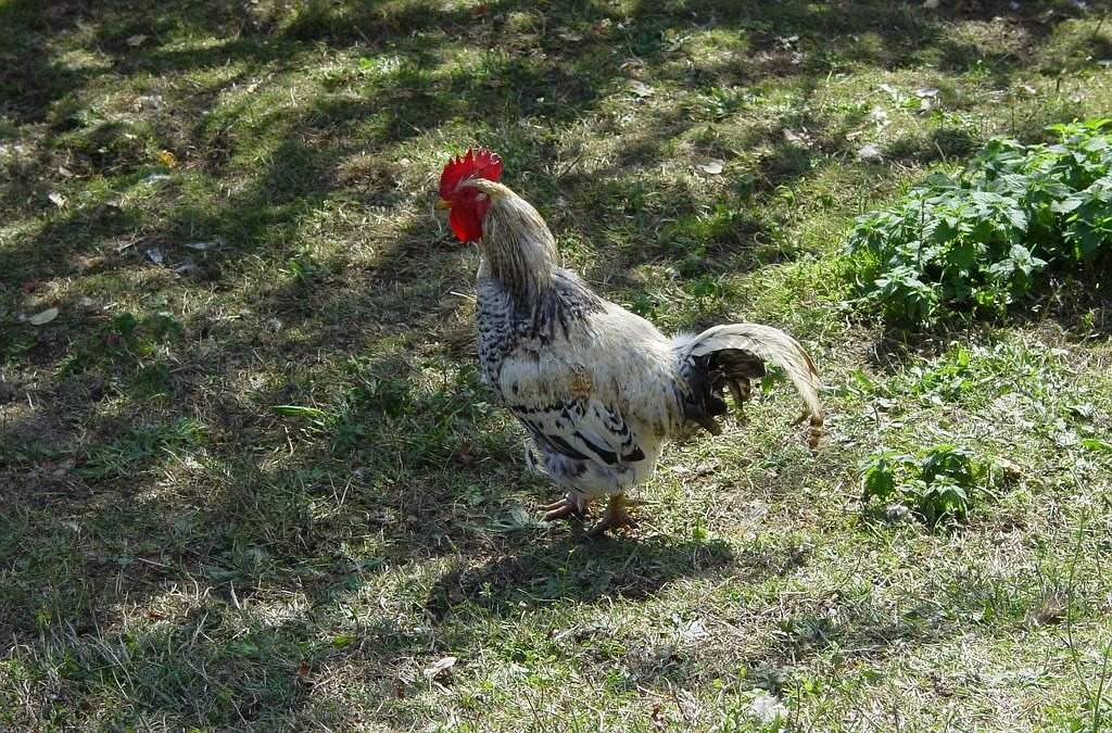 hahn chicken farm free photo