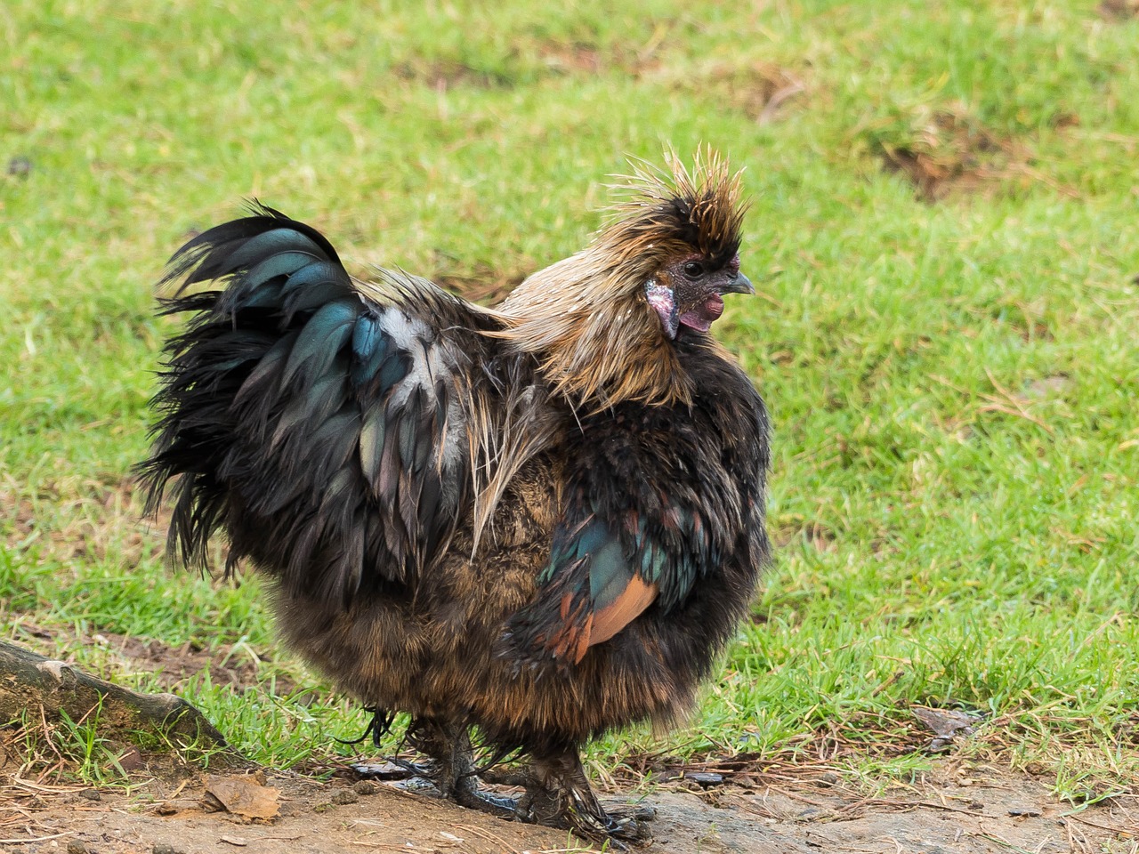 chicken bird poultry free photo