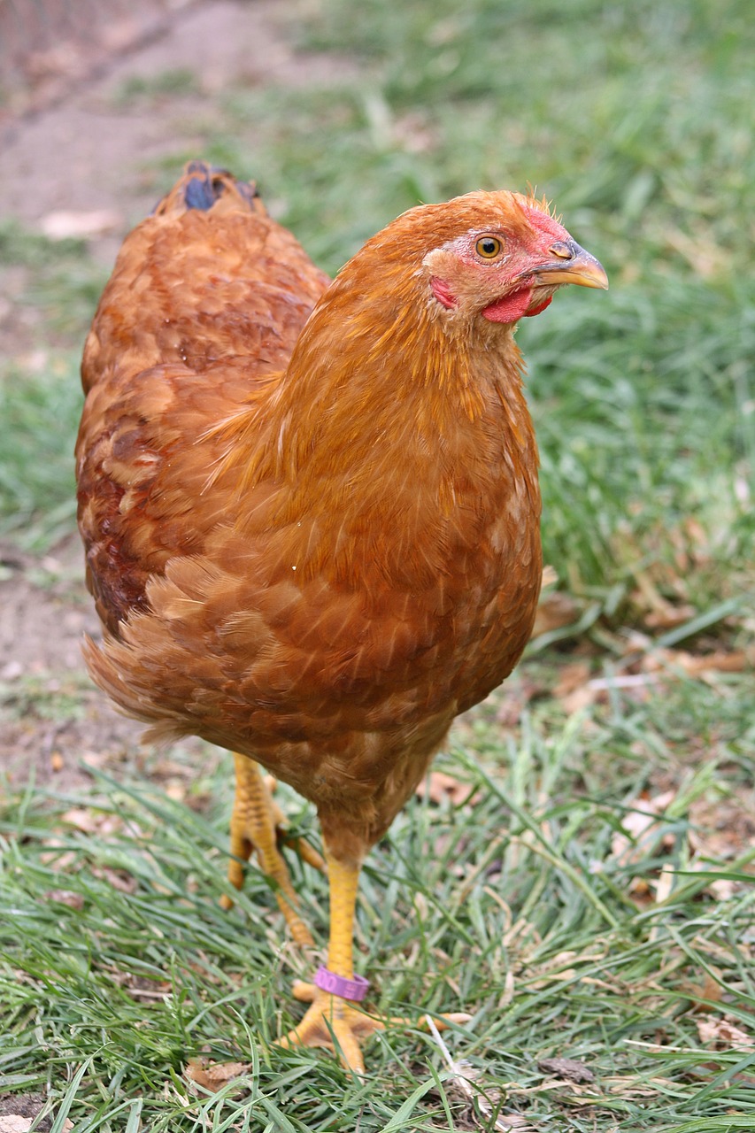 hahn young chicken free photo