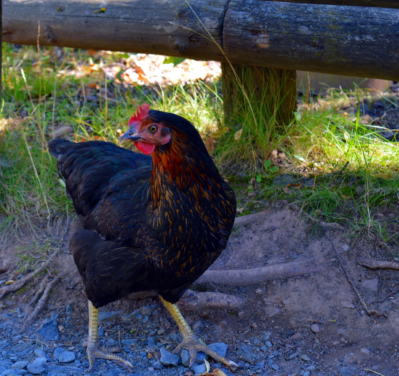 chicken chickens bird free photo