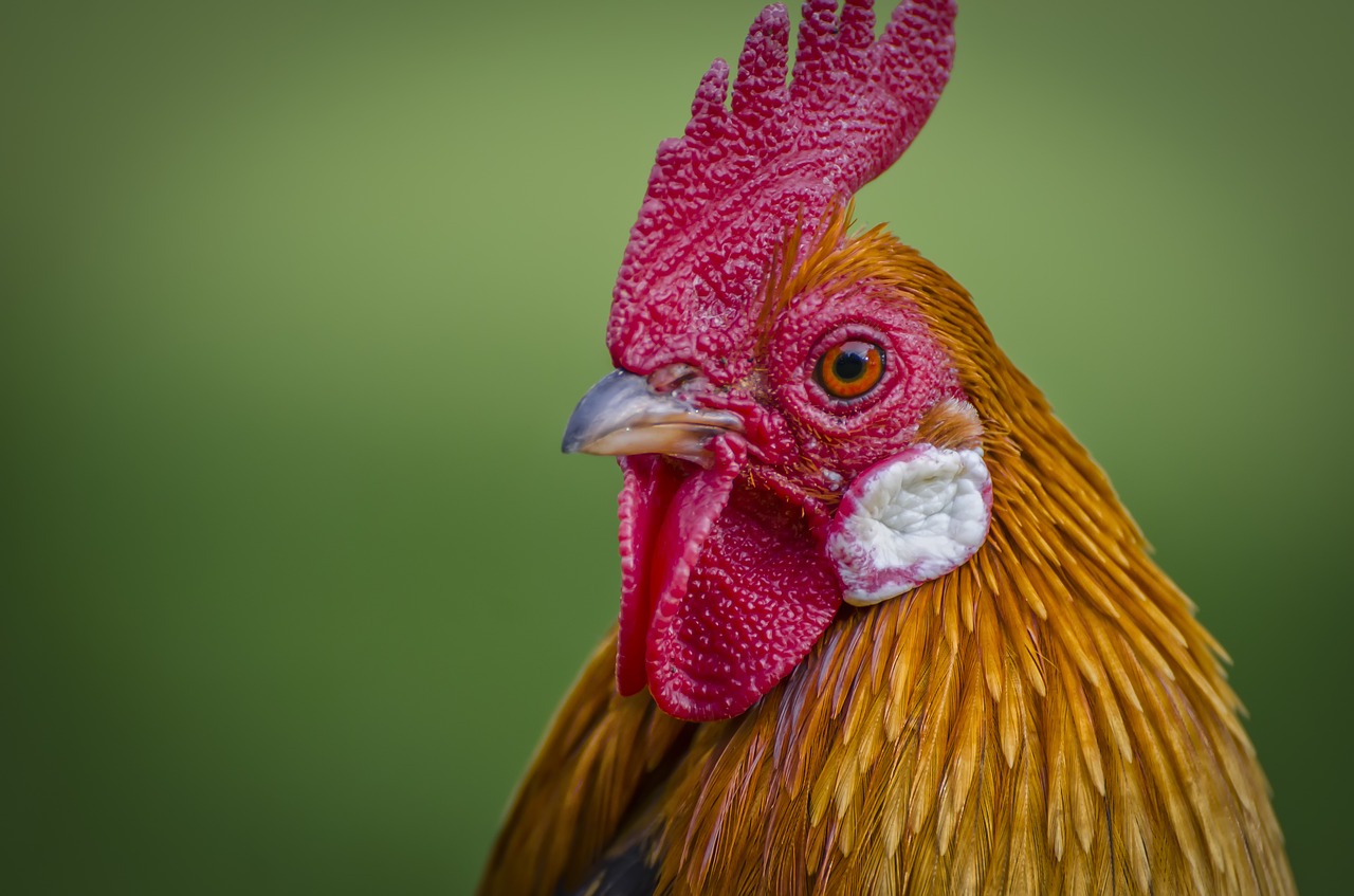 hahn animal portrait poultry free photo