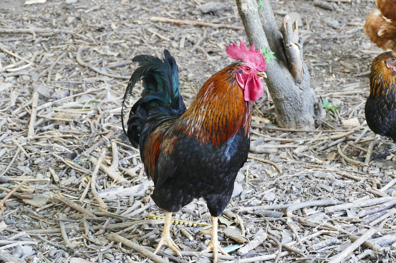 hahn stall poultry free photo