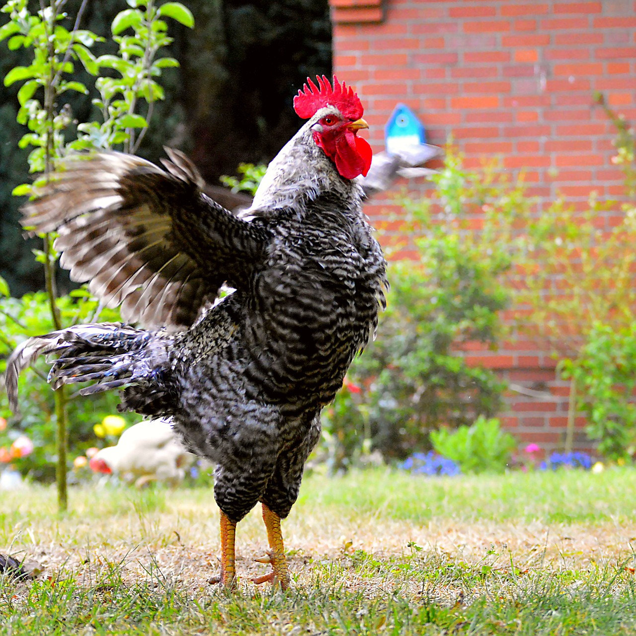 hahn gockel poultry free photo