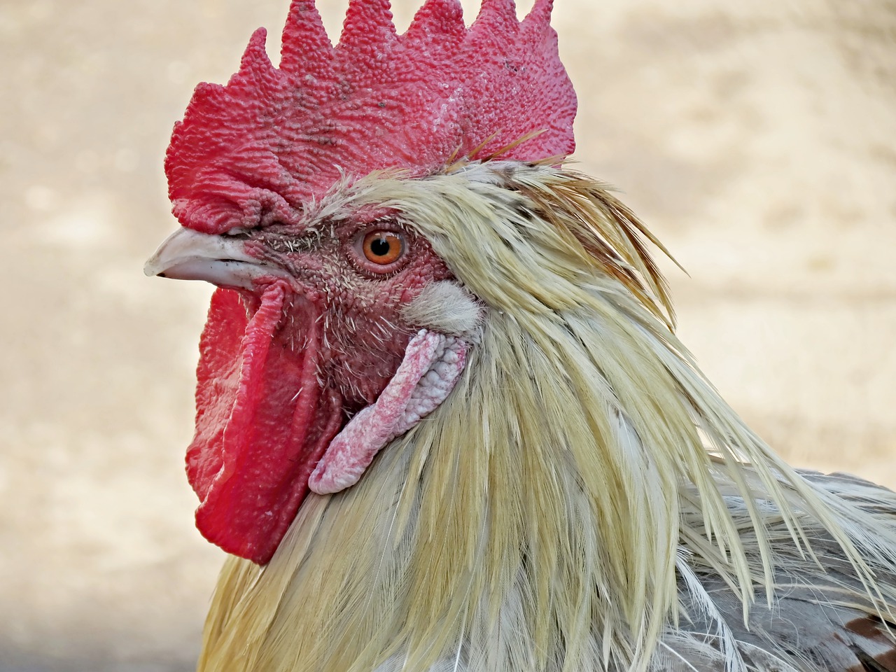 hahn chicken cock free photo