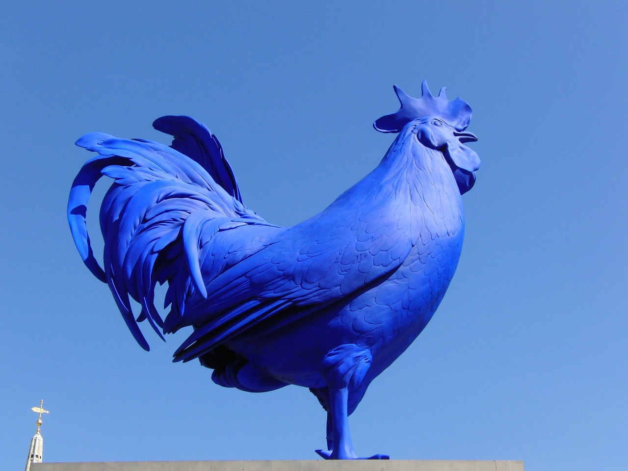 hahn blue rooster british free photo