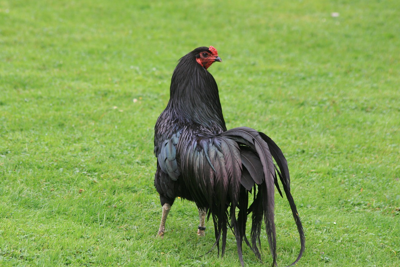 hahn  black  bird free photo