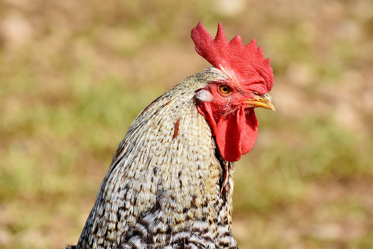hahn  rooster head  poultry free photo