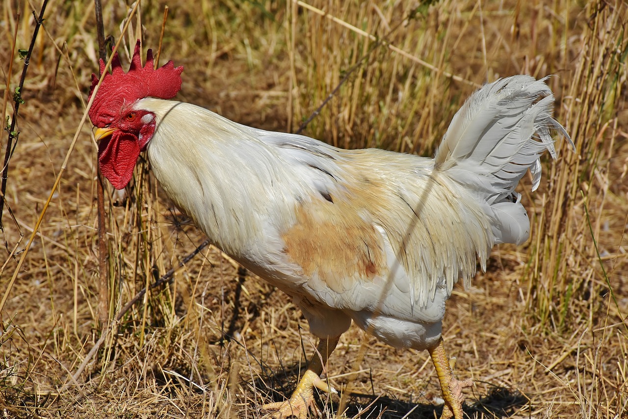 hahn  crow  poultry free photo