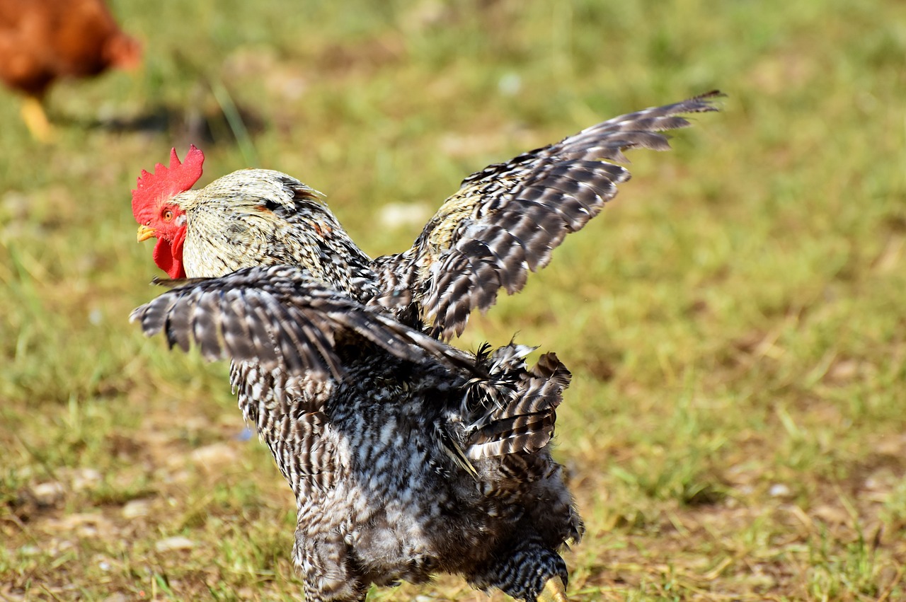 hahn  rooster head  crow free photo