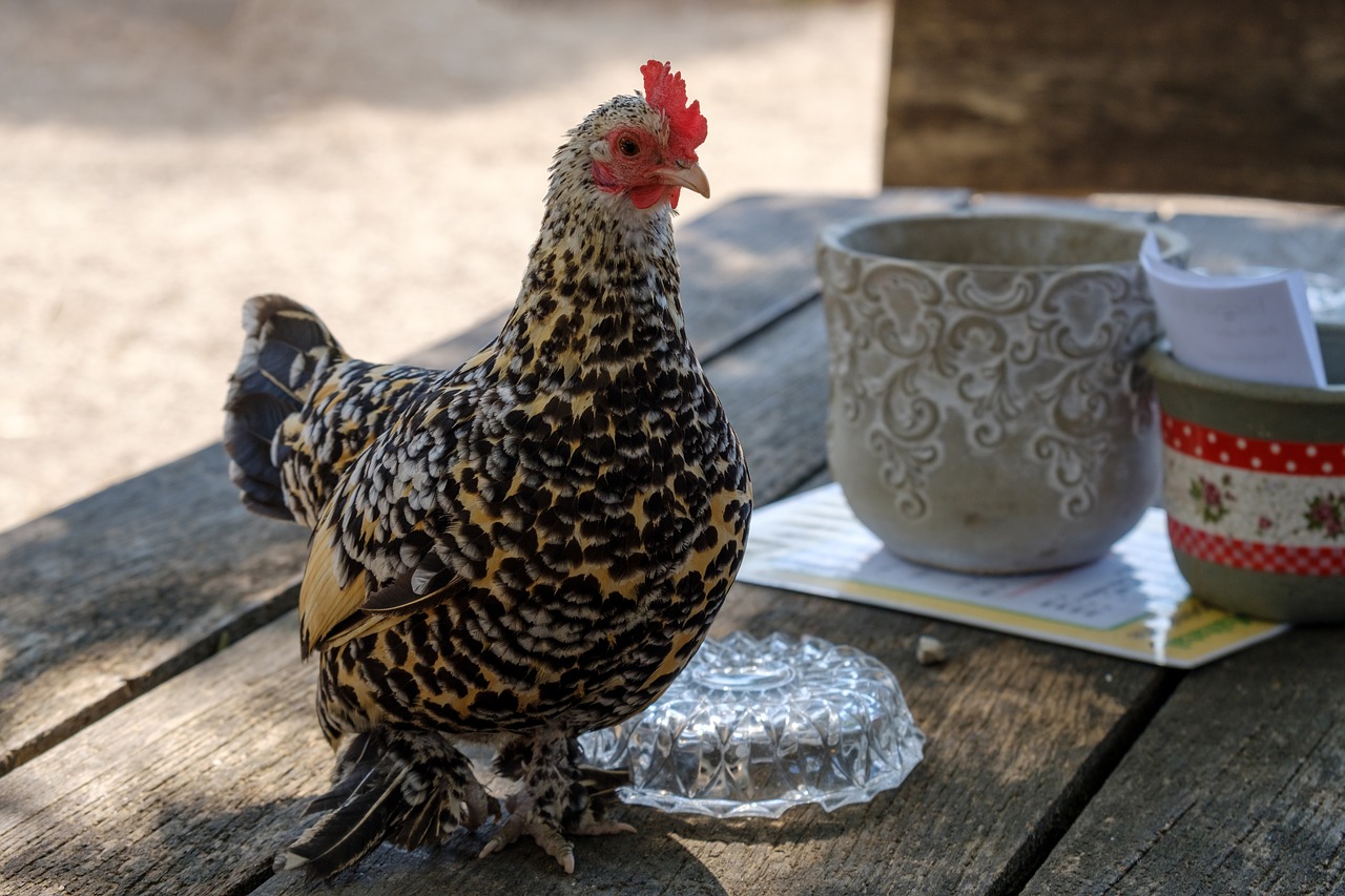 hahn  chicken  table free photo