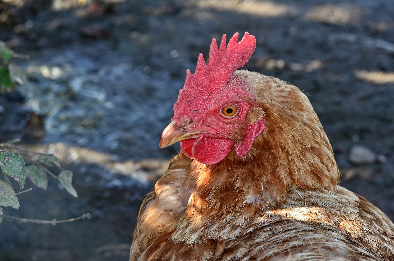 hahn  comb  poultry free photo