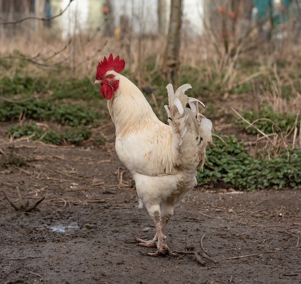 hahn  farm  poultry free photo