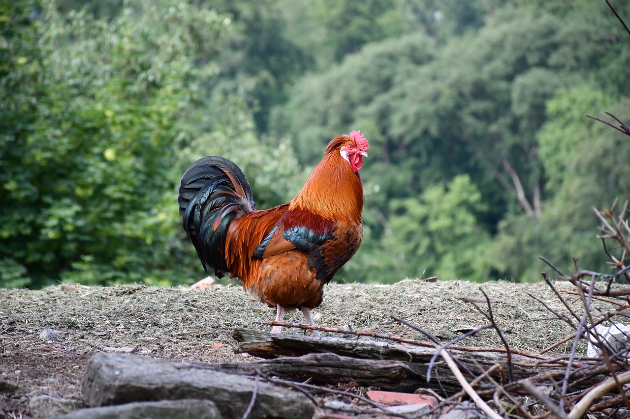 hahn  colorful rooster  poultry free photo