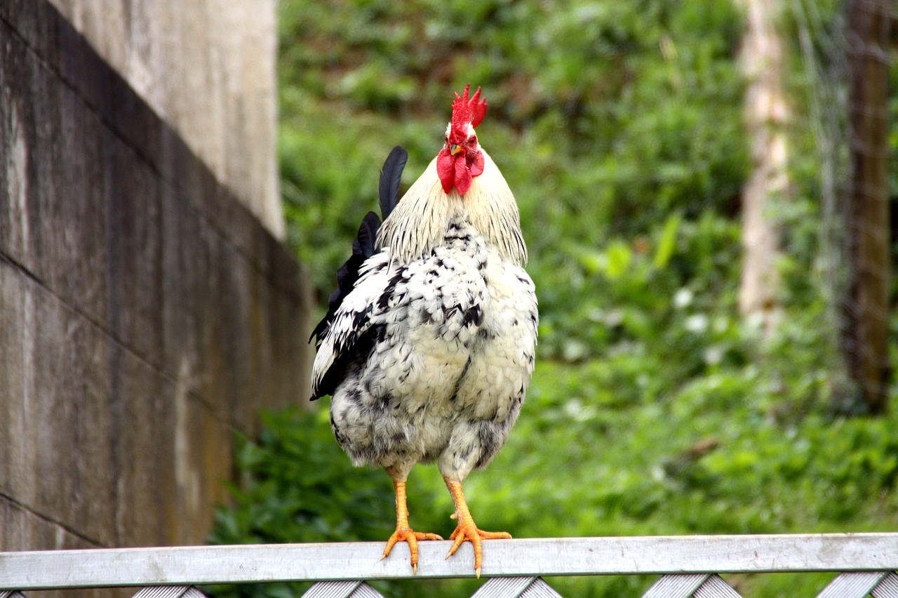 hahn  farm  poultry free photo