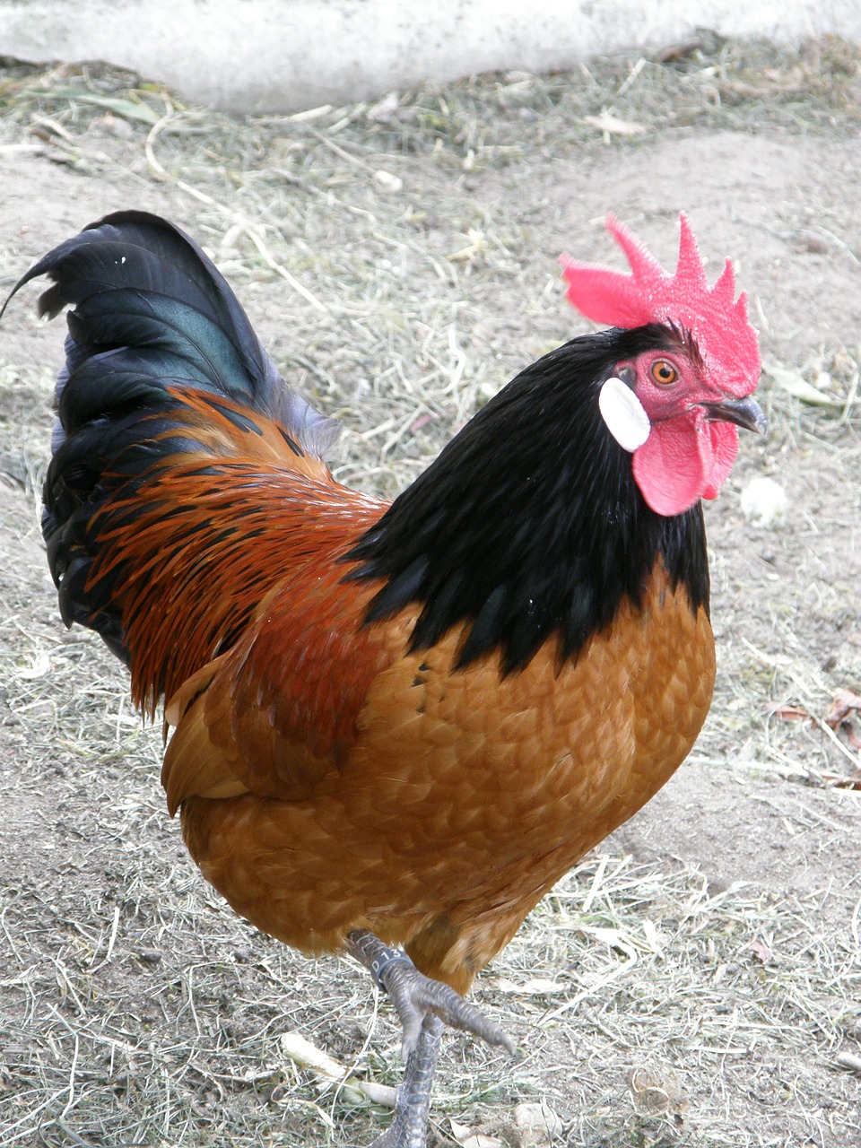 hahn poultry gockel free photo