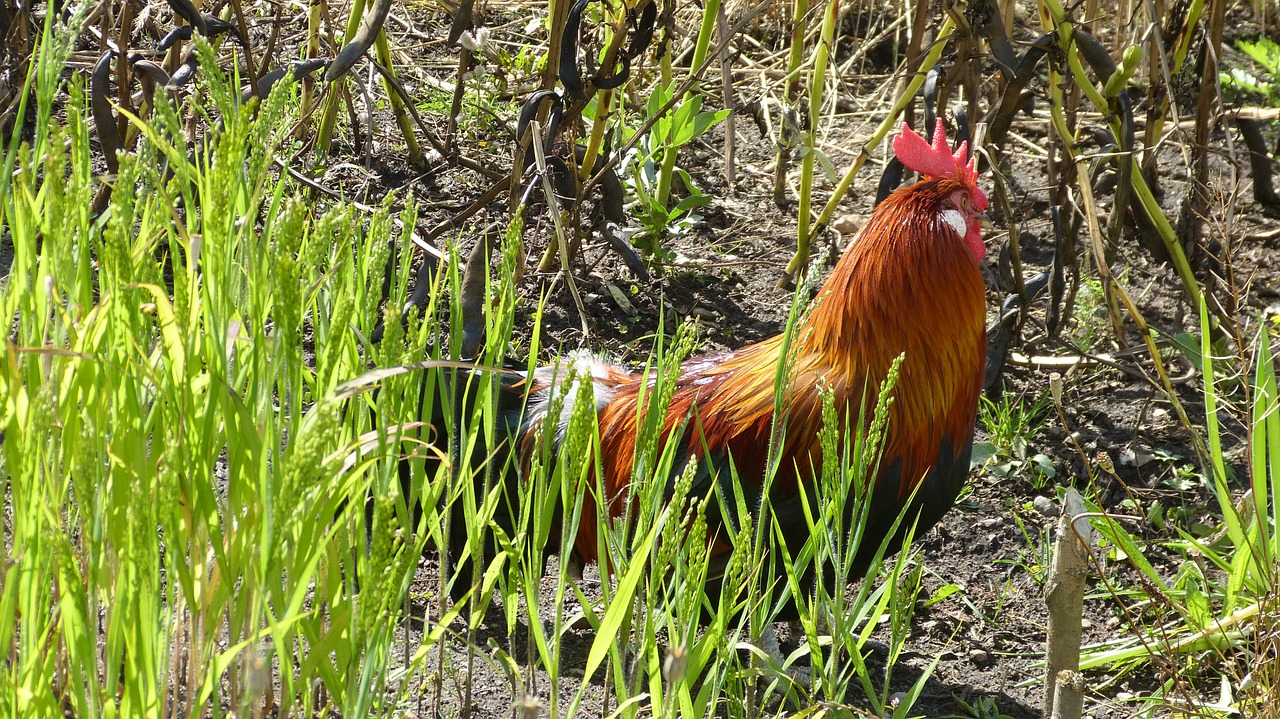 hahn birds poultry free photo