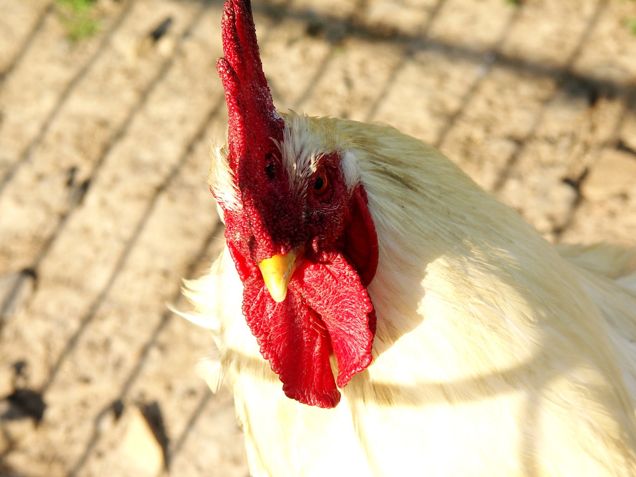 hahn poultry gockel free photo