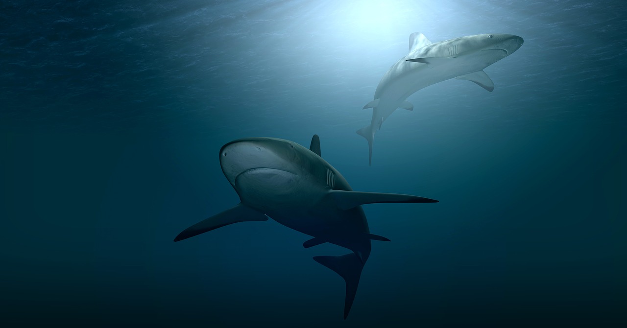 hai  sharks  sea free photo