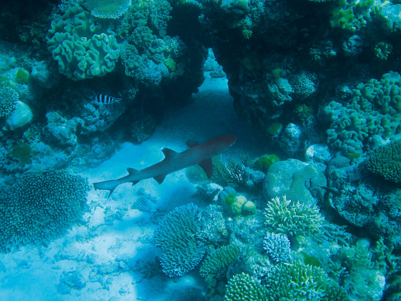 hai underwater diving free photo